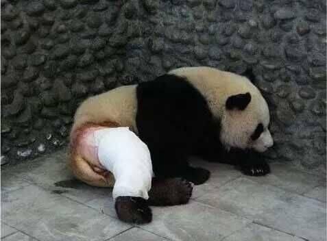 大熊猫被“脱裤子”露下体?九年前打群架骨折遭剃毛