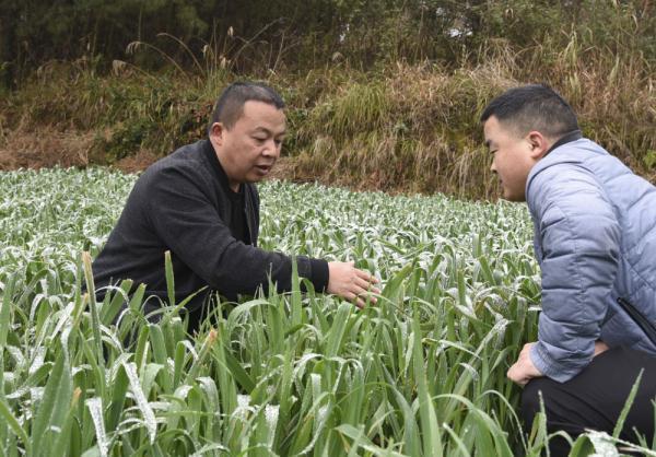 “揭榜挂帅”赴田间