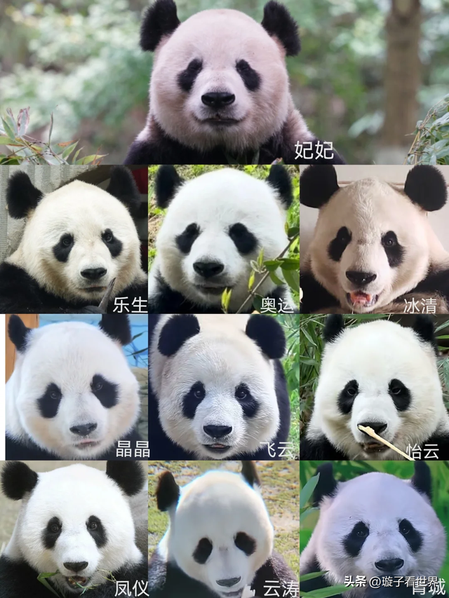 大熊猫妃妃住非展区养老啦，奔驰家的少爷星秋搬到了妃妃的院子