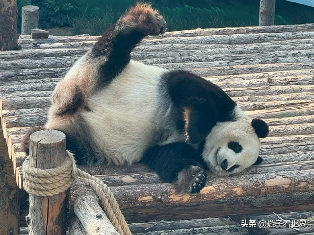 大熊猫妃妃住非展区养老啦，奔驰家的少爷星秋搬到了妃妃的院子