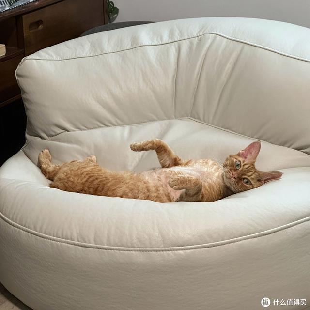 养猫避坑指南,干货助你轻松养好哈基米