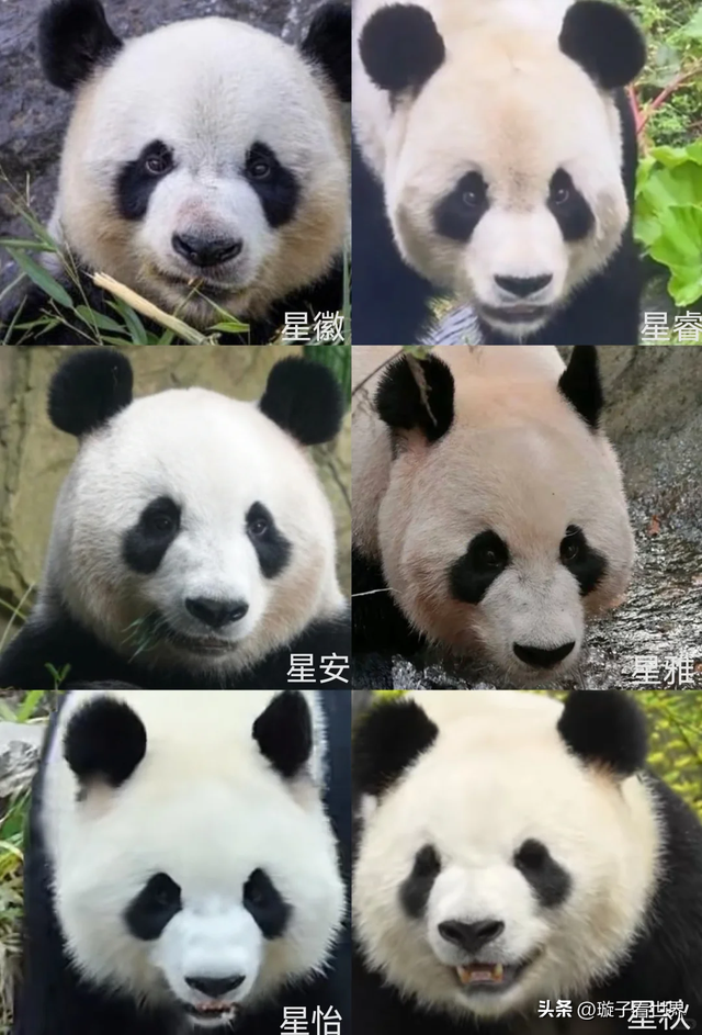 大熊猫妃妃住非展区养老啦，奔驰家的少爷星秋搬到了妃妃的院子