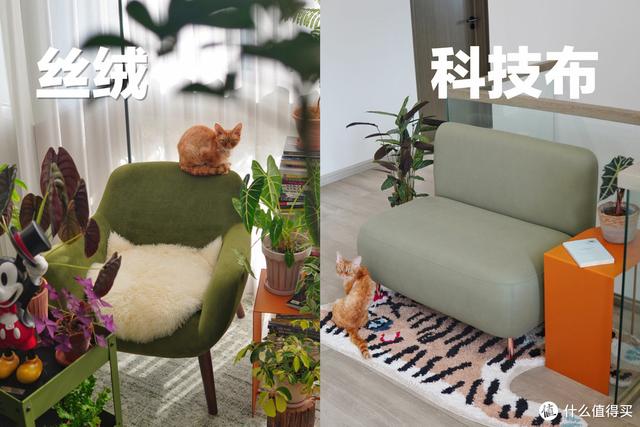 养猫避坑指南,干货助你轻松养好哈基米