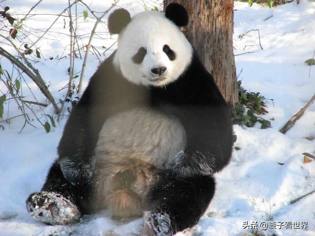 大熊猫妃妃住非展区养老啦，奔驰家的少爷星秋搬到了妃妃的院子