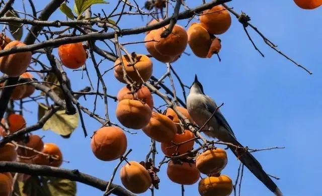 萌兰新家曝光！喜提“豪华套房”