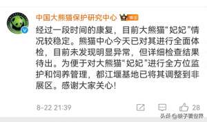 女主播妃妃视频(大熊猫妃妃住非展区养老啦，奔驰家的少爷星秋搬到了妃妃的院子)