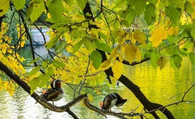 萌兰新家曝光！喜提“豪华套房”