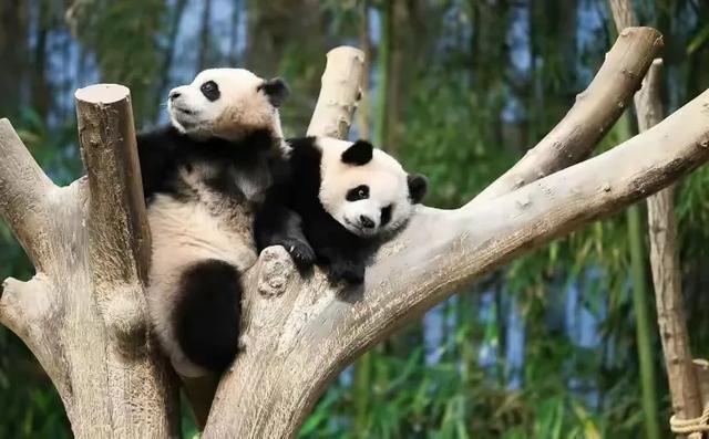 心里藏着小星星 生活才能亮晶晶！睿宝辉宝1周岁生日 爱与祝福同在