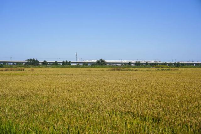 推介大米的“双语女局长”火了!本人回应