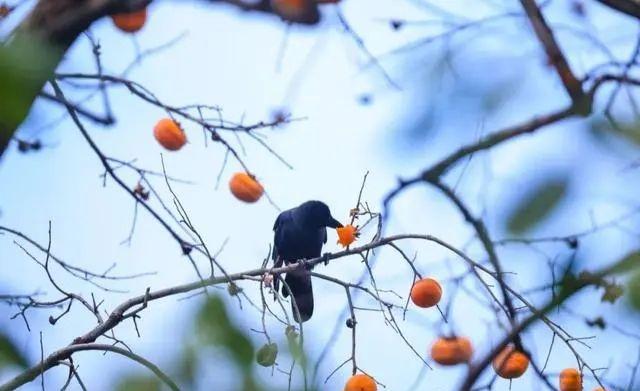 萌兰新家曝光！喜提“豪华套房”