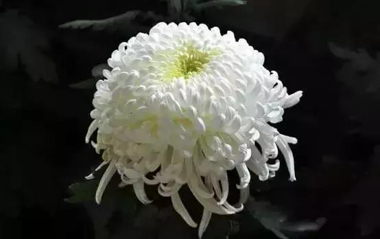 你是几月出生,就是什么花!(太准了)