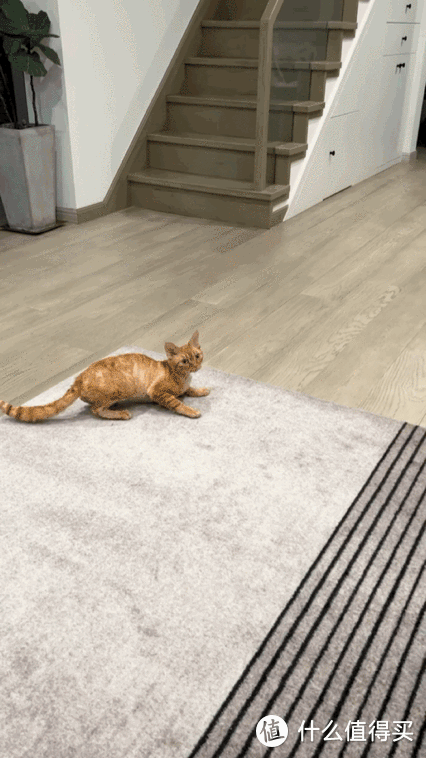 养猫避坑指南,干货助你轻松养好哈基米