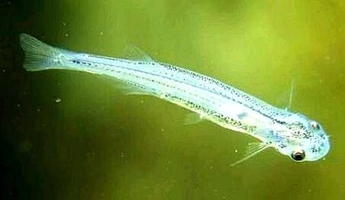 别在亚马逊的河里尿尿,当心魔鬼鱼钻入你的尿道,吸食你的血液