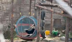 熊猫女主播福利事件(萌兰新家曝光喜提“豪华套房”)