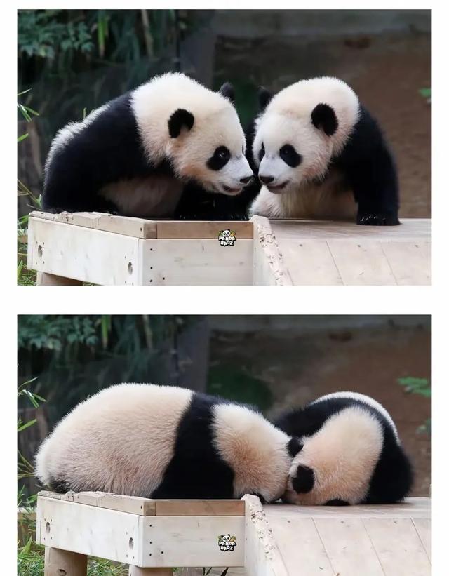 心里藏着小星星 生活才能亮晶晶！睿宝辉宝1周岁生日 爱与祝福同在