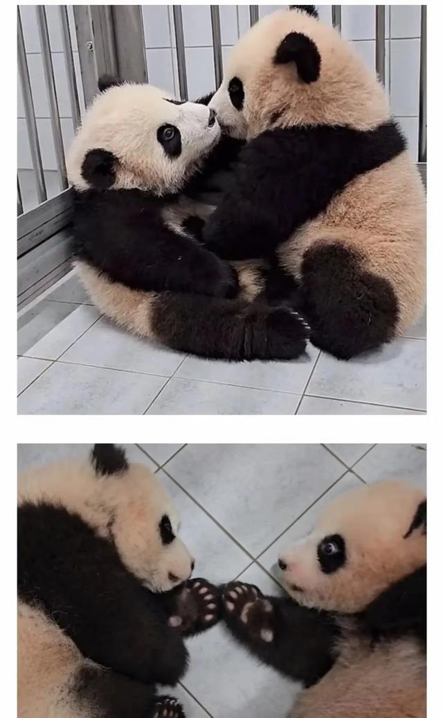 心里藏着小星星 生活才能亮晶晶！睿宝辉宝1周岁生日 爱与祝福同在