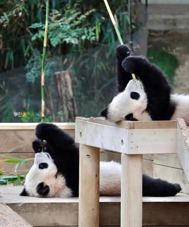 心里藏着小星星 生活才能亮晶晶！睿宝辉宝1周岁生日 爱与祝福同在