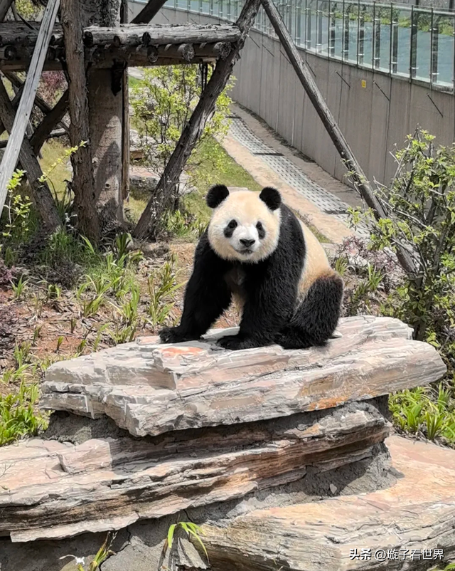 大熊猫妃妃住非展区养老啦，奔驰家的少爷星秋搬到了妃妃的院子