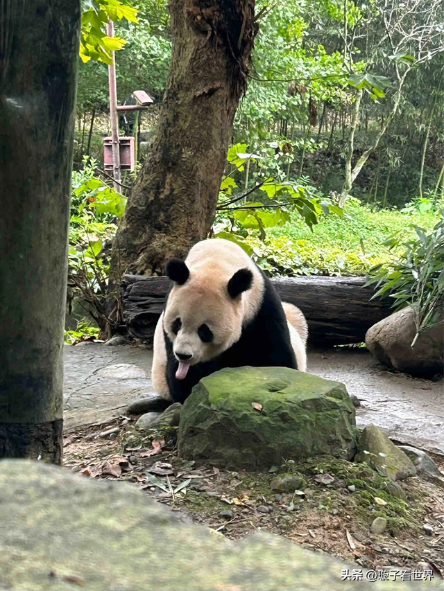 大熊猫妃妃住非展区养老啦，奔驰家的少爷星秋搬到了妃妃的院子