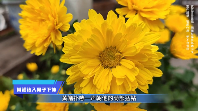 社会放大镜丨黄鳝钻入男子下体 #内容过于真实#真实还原