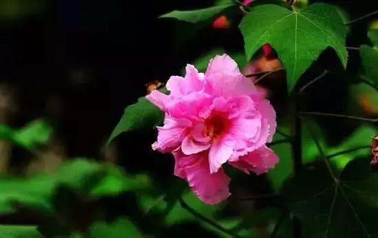 你是几月出生,就是什么花!(太准了)