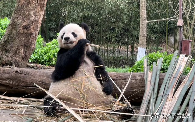 大熊猫妃妃住非展区养老啦，奔驰家的少爷星秋搬到了妃妃的院子