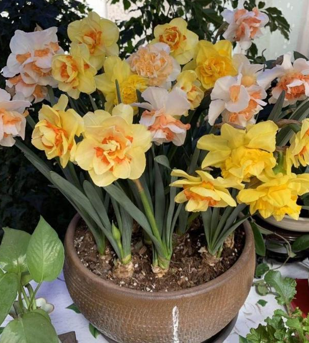 夏季室外光线强,就在庭院盆栽它们,花开艳丽、观赏价值很高