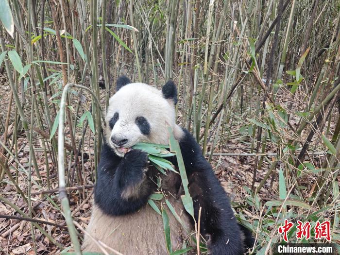 陕西佛坪国家级自然保护区巡护员一天两次偶遇大熊猫