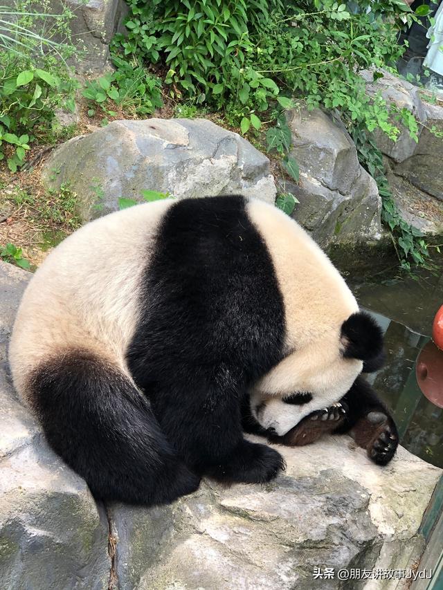 可爱大熊猫——九九,懂得养生,红山动物园的著名擦边女主播!