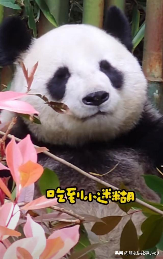 可爱大熊猫——九九,懂得养生,红山动物园的著名擦边女主播!