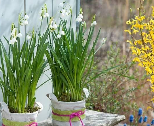 夏季室外光线强,就在庭院盆栽它们,花开艳丽、观赏价值很高