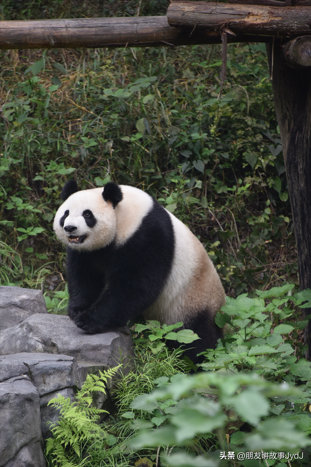 可爱大熊猫——九九,懂得养生,红山动物园的著名擦边女主播!