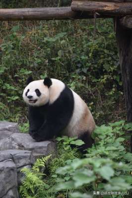 熊猫直播女主播视频(可爱大熊猫——九九，懂得养生，红山动物园的著名擦边女主播)