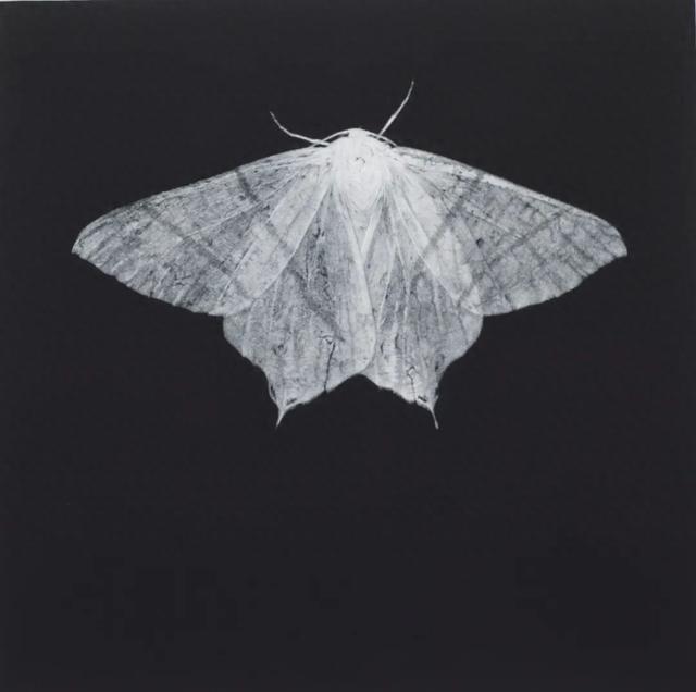 “美柔汀”是什么“汀”？