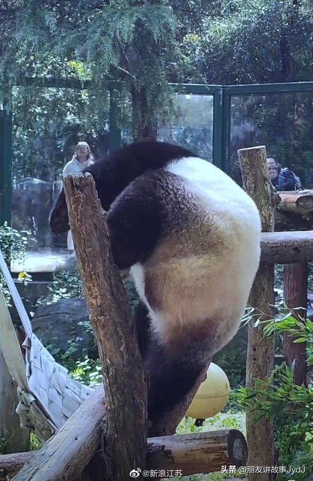 可爱大熊猫——九九,懂得养生,红山动物园的著名擦边女主播!