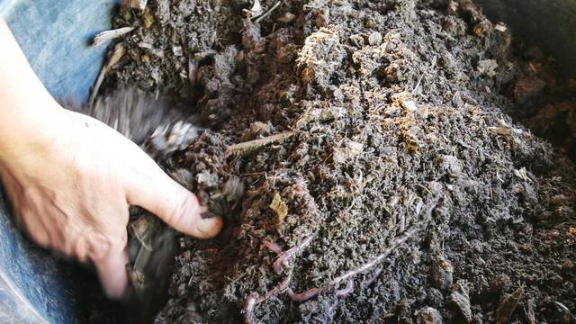 90后大学生返乡养蚯蚓,年入百万!村民直呼:比黄金还值钱!