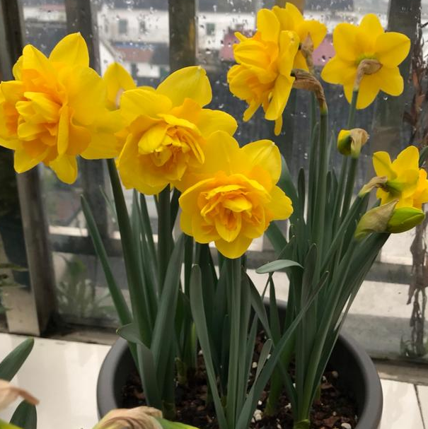 夏季室外光线强,就在庭院盆栽它们,花开艳丽、观赏价值很高