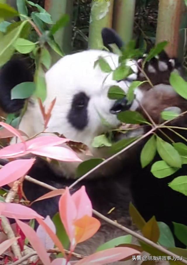 可爱大熊猫——九九,懂得养生,红山动物园的著名擦边女主播!