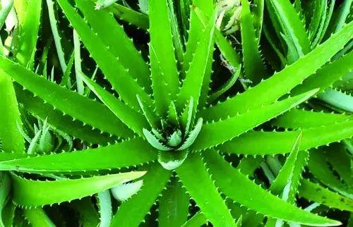 食安|芦荟也有假!吃到山寨货你就悲剧了