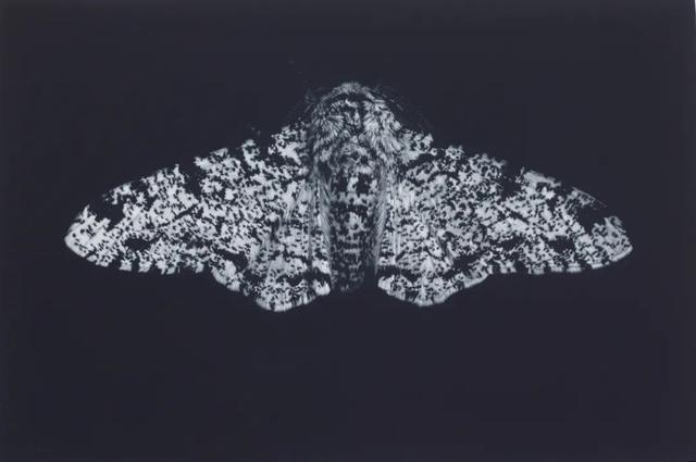 “美柔汀”是什么“汀”？