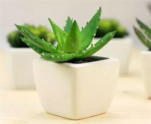 食安|芦荟也有假!吃到山寨货你就悲剧了