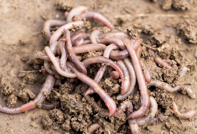 90后大学生返乡养蚯蚓,年入百万!村民直呼:比黄金还值钱!