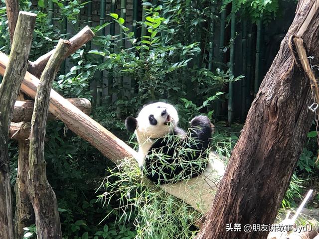 可爱大熊猫——九九,懂得养生,红山动物园的著名擦边女主播!