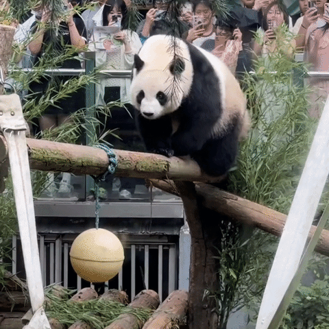 可爱大熊猫——九九,懂得养生,红山动物园的著名擦边女主播!