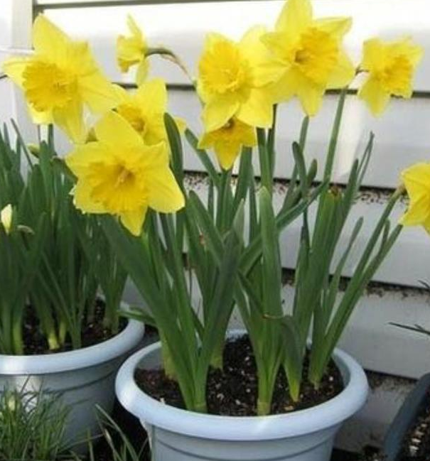 夏季室外光线强,就在庭院盆栽它们,花开艳丽、观赏价值很高