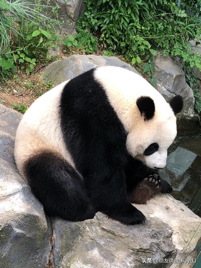 可爱大熊猫——九九,懂得养生,红山动物园的著名擦边女主播!