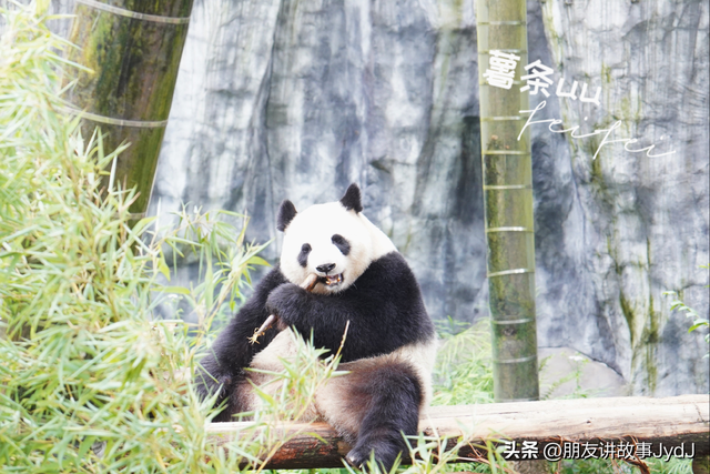 可爱大熊猫——九九,懂得养生,红山动物园的著名擦边女主播!