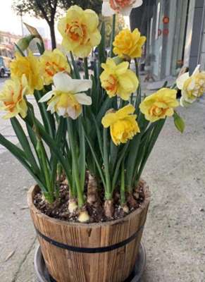 女主播水仙户外(夏季室外光线强，就在庭院盆栽它们，花开艳丽、观赏价值很高)