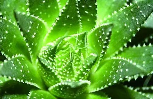 食安|芦荟也有假!吃到山寨货你就悲剧了