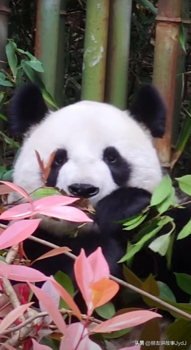 可爱大熊猫——九九,懂得养生,红山动物园的著名擦边女主播!